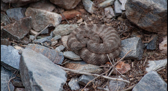 Tiger Rattlesnake In The Early Morning
