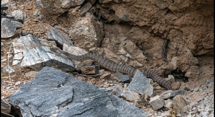 Tiger Rattlesnake On a Hot Summer Night