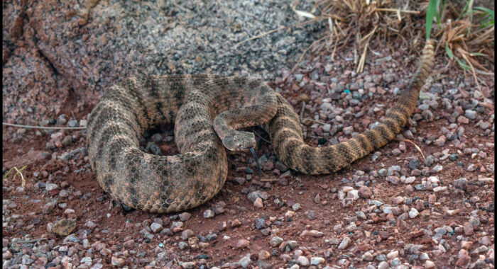 Tiger Rattlesnake From The Border Area