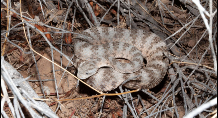 Tiger Rattlesnake from Phoenix
