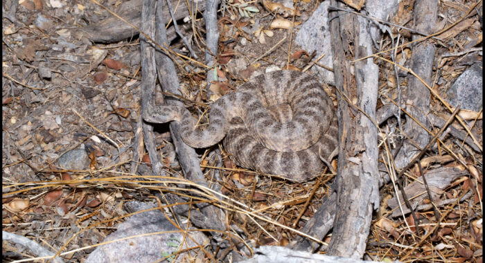 Tiger Rattlesnake in Estrella Mountains