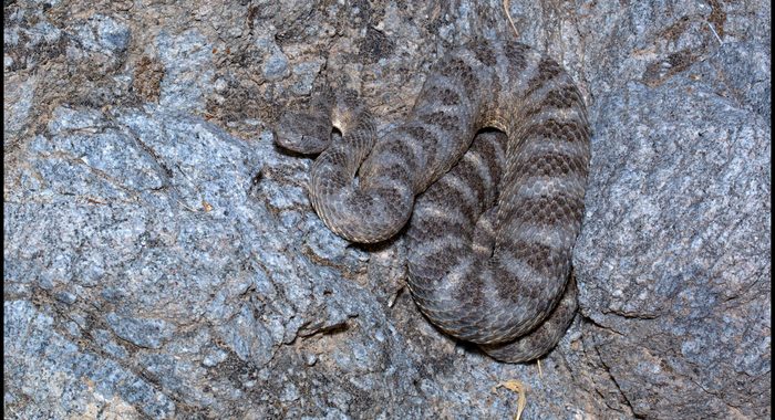 Tiger Rattlesnake on a Hot Night in the Sierra Estrella