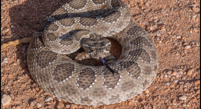 Defensive Prairie Rattlesnake