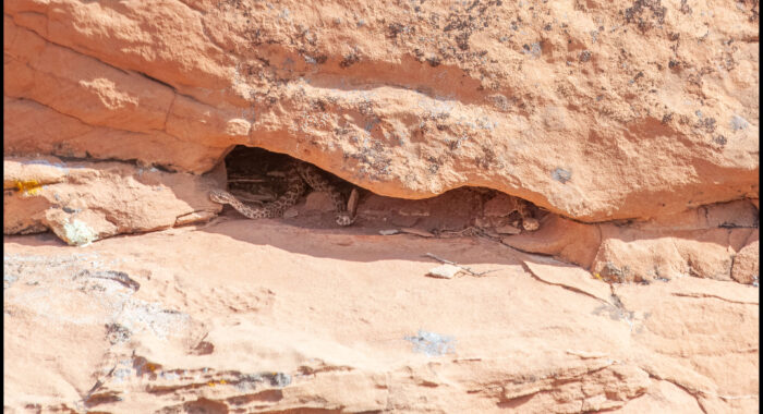 Prairie Rattlesnake Den in Arizona