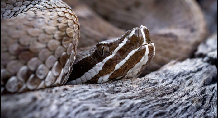 Arizona Ridgenosed Rattlesnake Close Up