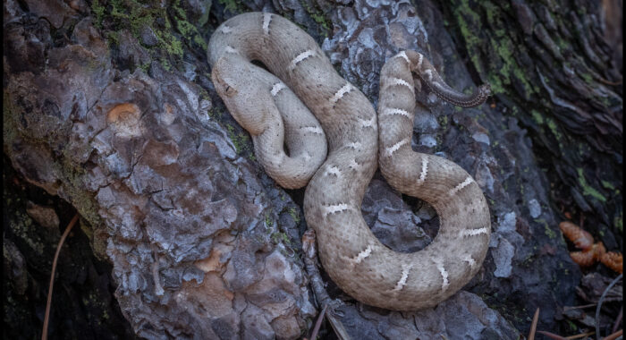 New Mexico Ridgenosed Rattlesnake