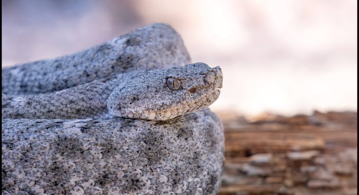 New Mexico Ridge-nosed Rattlesnake