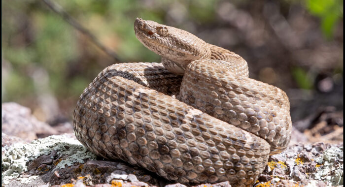 New Mexico Ridgenosed Rattlesnake
