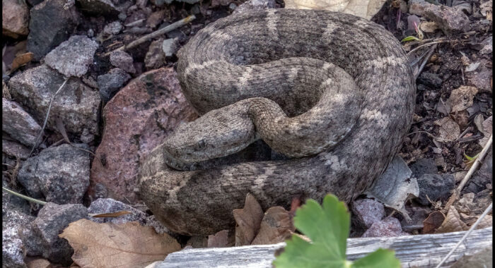 New Mexico Ridgenosed Rattlesnake