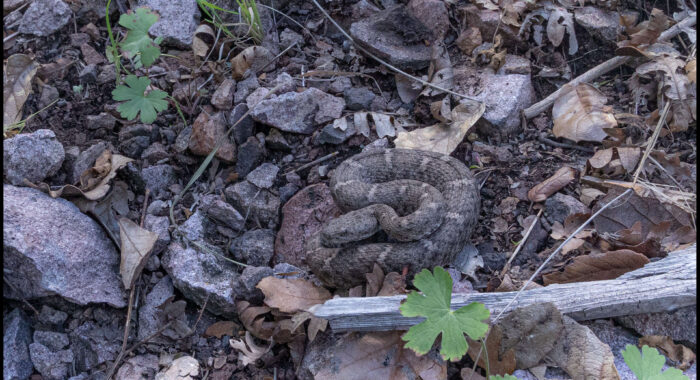 New Mexico Ridgenosed Rattlesnake