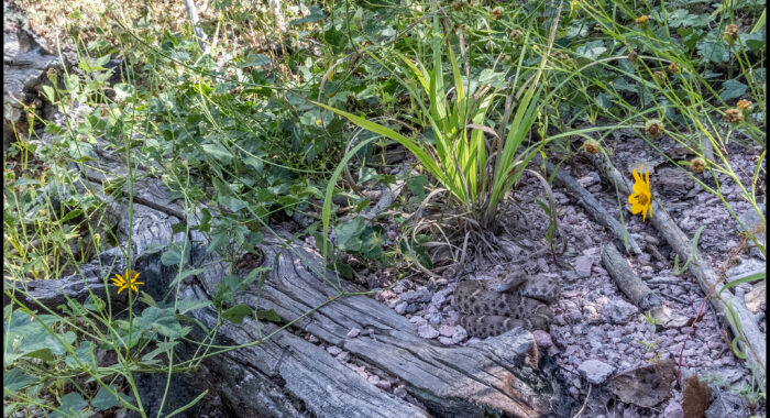 New Mexico Ridgenosed Rattlesnake