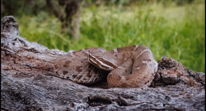 Arizona Ridgenosed Rattlesnake in Cochise County, Arizona