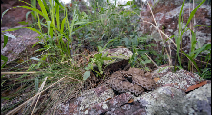 Arizona Ridgenosed Rattlesnake from the Huachuaca Mountains