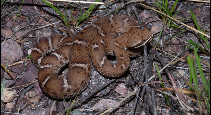 Arizona Ridgenosed Rattlesnake at Night