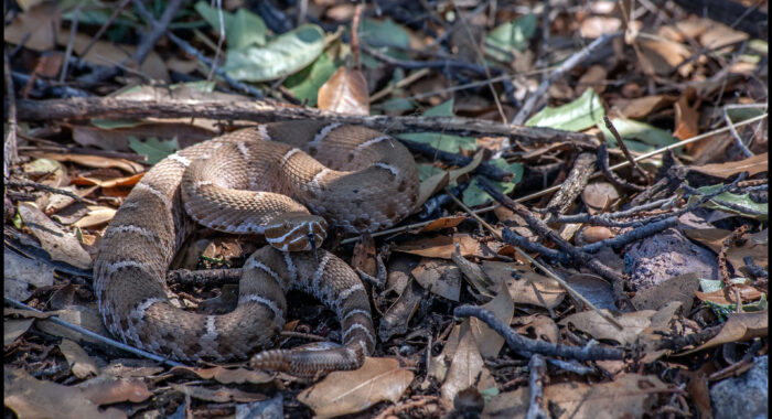 Arizona Ridgenosed Rattlesnake in Habitat