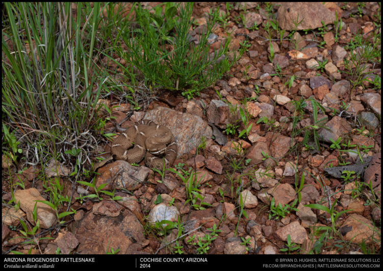 Arizona Ridgenosed Rattlesnake - Field Herper