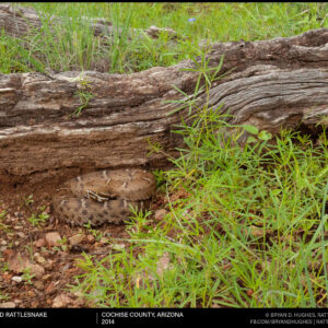 Arizona Ridgenosed Rattlesnake In Habitat