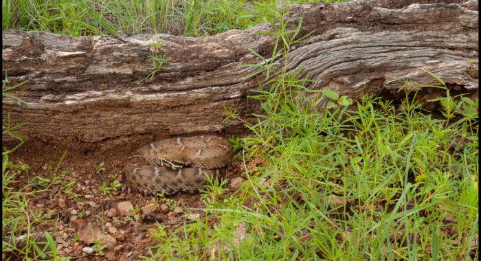 Arizona Ridgenosed Rattlesnake In Habitat