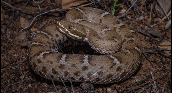 The Arizona State Reptile
