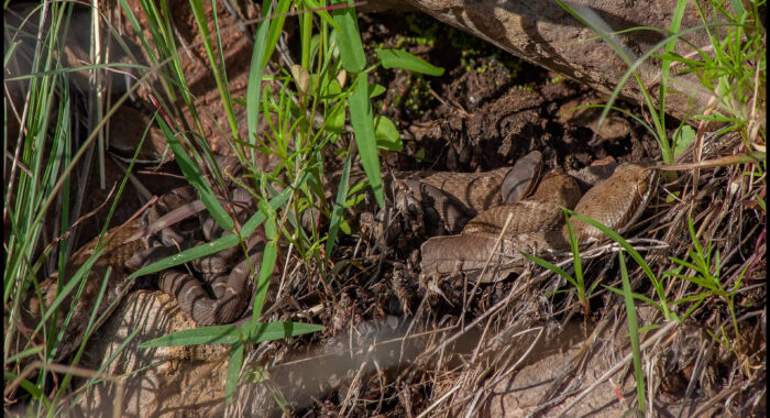 Arizona Ridgenosed Rattlesnakes With Babies
