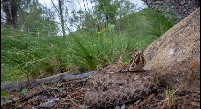 Arizona Ridgenosed Rattlesnake in Habitat