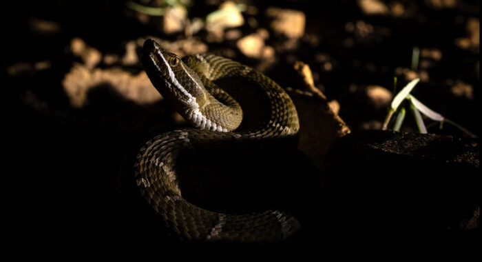 Arizona Ridgenosed Rattlesnake at Night