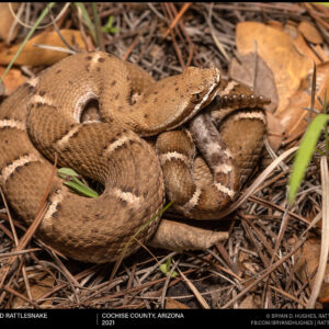 Arizona Ridgenosed Rattlesnake