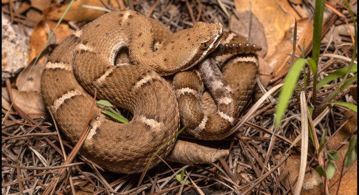 Arizona Ridgenosed Rattlesnake Arizona Ridgenosed Rattlesnake