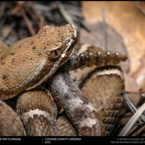Arizona Ridgenosed Rattlesnake