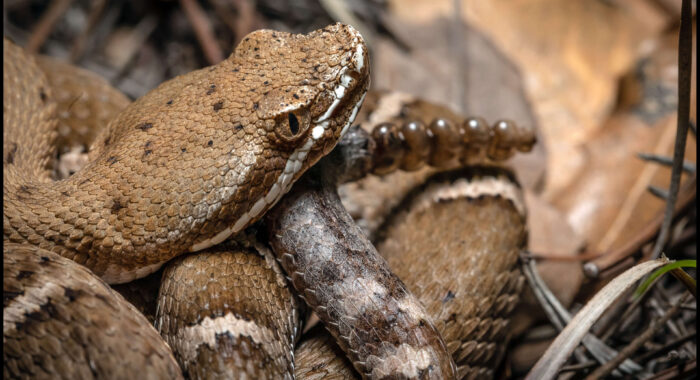 Arizona Ridgenosed Rattlesnake