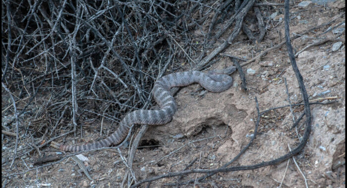 Tiger Rattlesnake In Ambush
