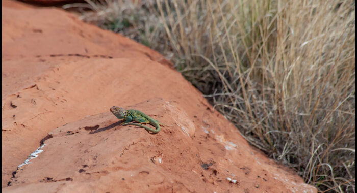Eastern Collared Lizard