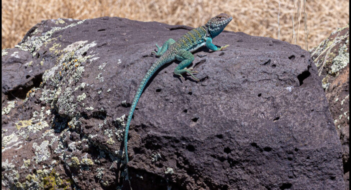 Eastern Collared Lizard Watches Us