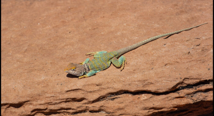Eastern Collared Lizard