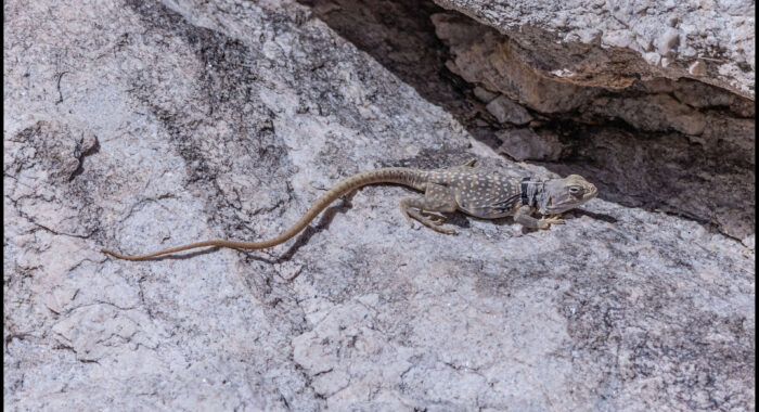 Sonoran Collared Lizard