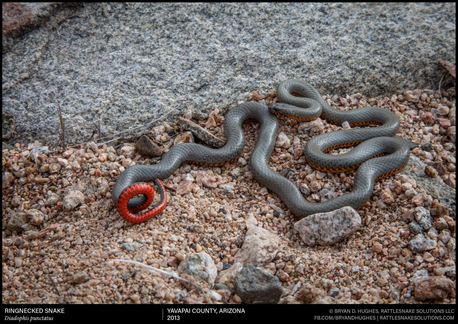 Snake Field Ration Regal Ringnecked Snake - Field Herper