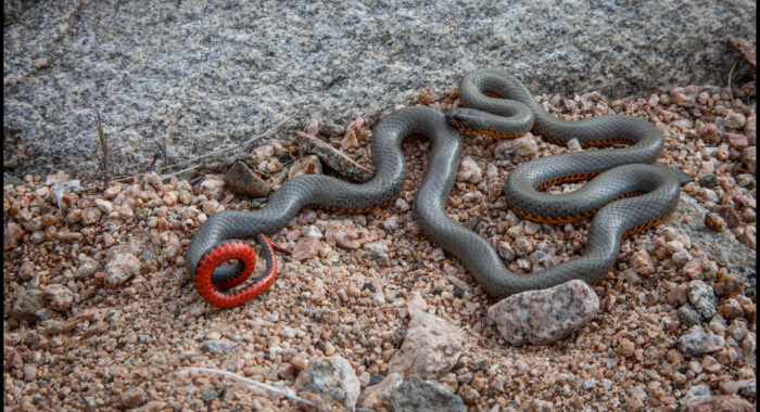 Regal Ringnecked Snake