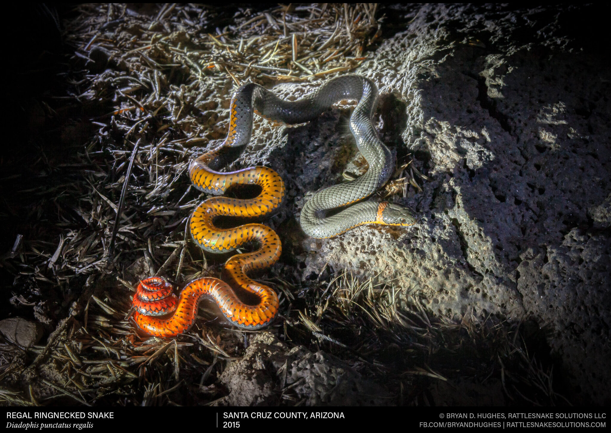 Snake Field Ration Regal Ringnecked Snake - Field Herper