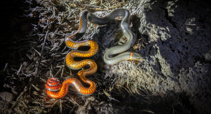 Regal Ringnecked Snake