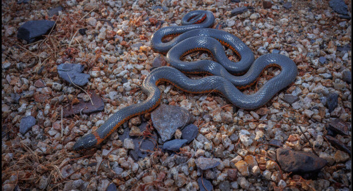 Big Ringnecked Snake In The Driveway