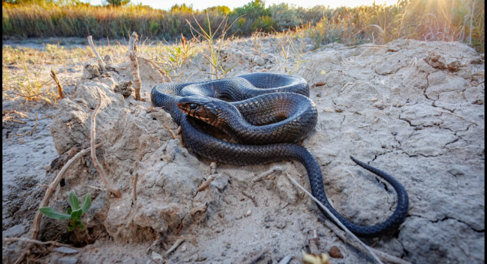 Texas Indigo Snake at Sunset