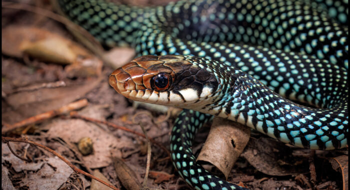 Speckled Racer in the United States