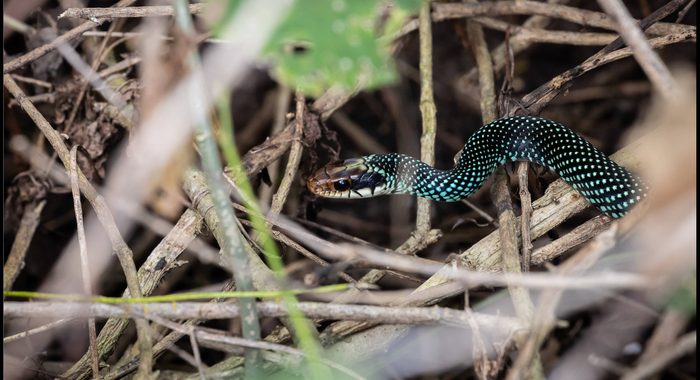 Speckled Racer in the Brush