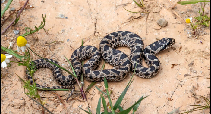 Four-Lined Ratsnake