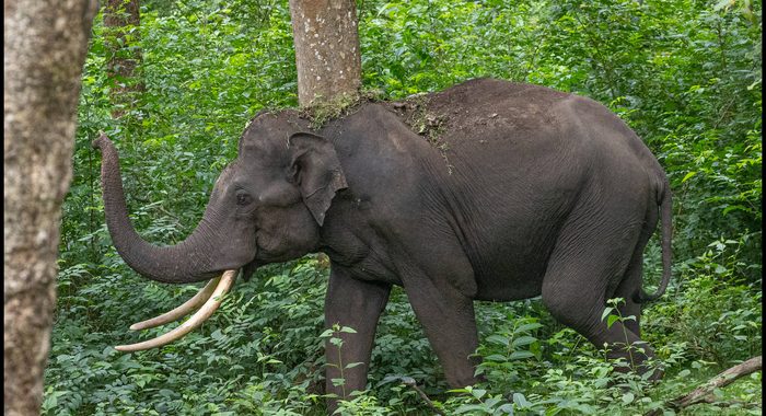 Indian Elephant Grazing