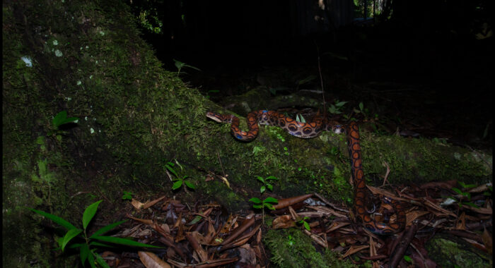 Rainbow Boa in Peru