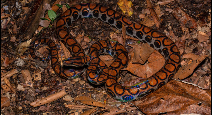 Rainbow Boa in the Amazon