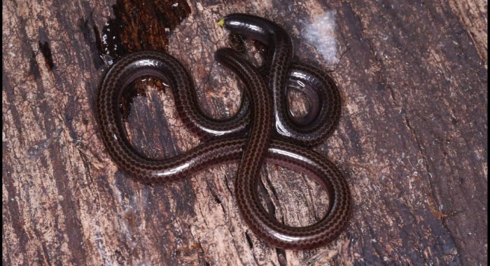 Lowland Striped Blindsnake