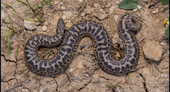 Caucasian Sand Boa