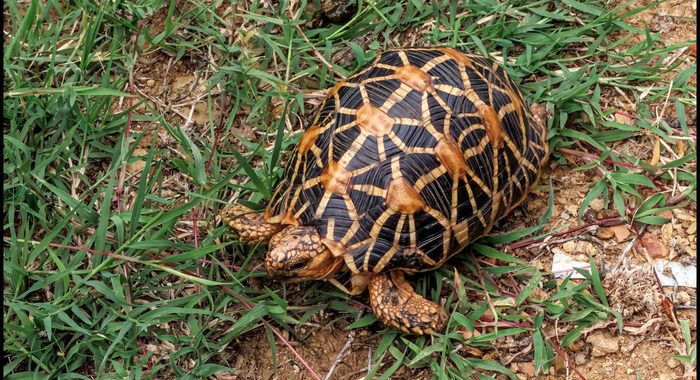 Indian Star Tortoise in Karnataka